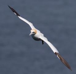 Gannet Soaring