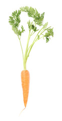 Carrot with the green top isolated over white background