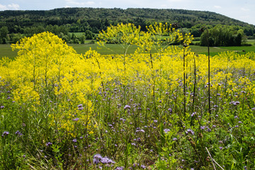 Rapsblüte im Altmühltal