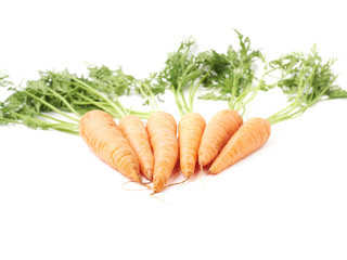 Bunch of carrot with the green top isolated over white background