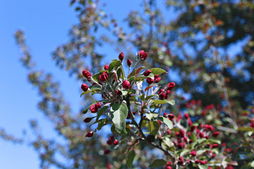 Blooming bright red flowers branch of decorative apple trees