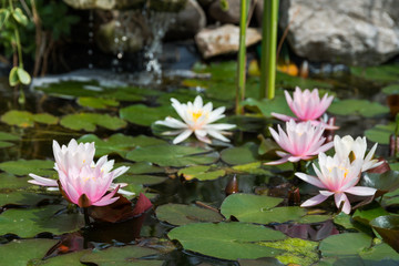 lotus flower