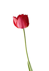 One red tulip isolated