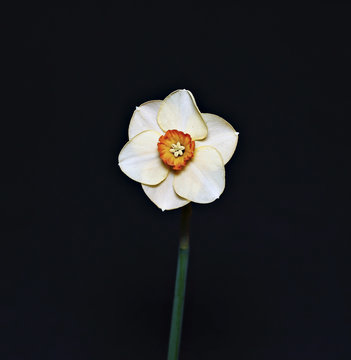 Delicate flower narcissus isolated