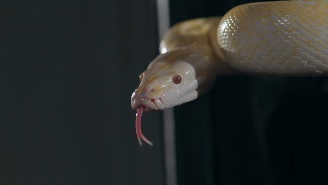 Albino Royal Phyton (Python regius) on a dark background
