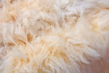 Goat fur texture