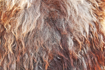 Goat fur texture