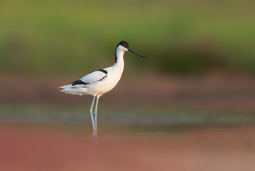 Pied avocet (Recurvirostra avosetta)