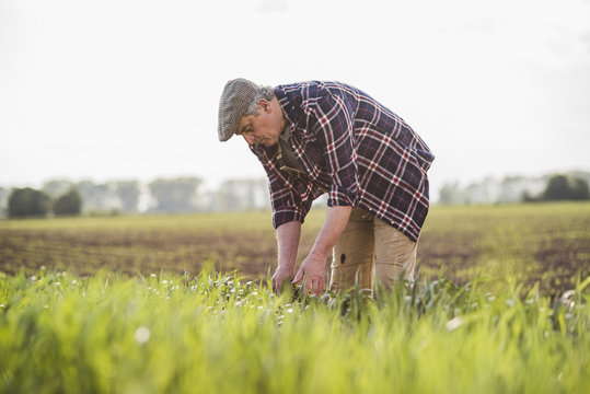 Farmer working in a field