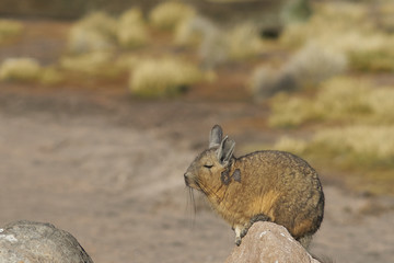 Mountain Viscacha (Lagidium viscasia) resting on a rock in Lauca National Park, northern Chile.