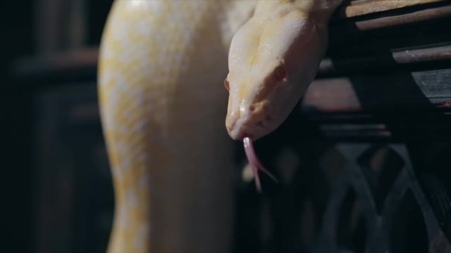 Albino Royal Phyton (Python Regius) On A Dark Background