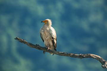 Egyptian vulture. in Wildlife Reserve Madjarovo, Bulgaria
