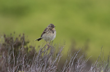 Meadow Pipit
