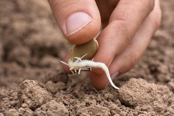 hand planting sprouted seed