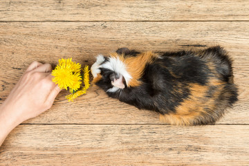 Obraz premium Guinea pig sniffing dandelions