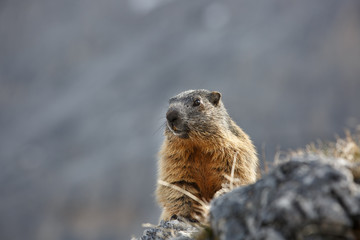 Marmot on a rock in scenic mountain landscape on a lookout for predators. Wildlife, protected natural park area concept. .
