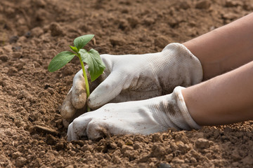 hands planting seedling of cucumber in the vegetable garden