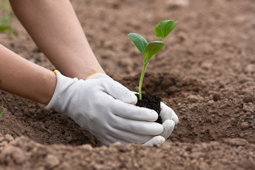 hands planting seedling of marrow, closeup