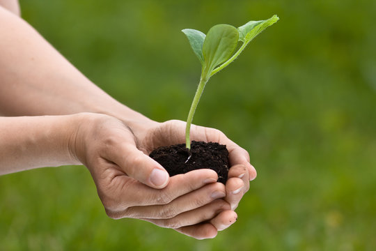 hands holding seedling of marrow with soil