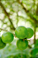 Lime tree with fruits, closeup