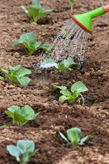 watering the cabbage