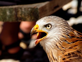 Bussard