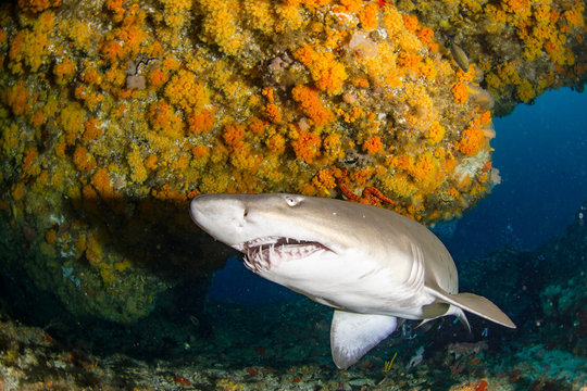 Giant sandtiger shark swims in an cav