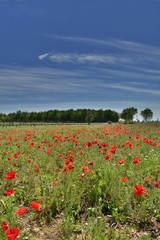 Poppy Field Near Cividale 