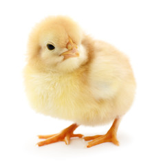 Fototapeta premium Small yellow chicken.