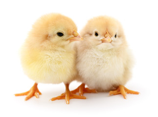 Two yellow chickens.