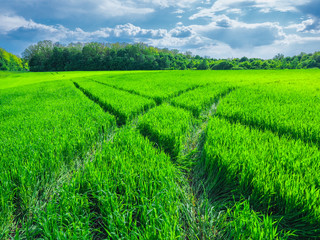 Obraz premium Road in a beautiful green field of wheat.