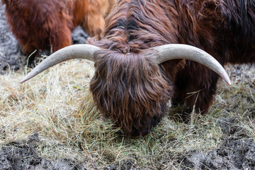 bull with long wool