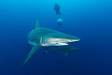 Giant Blacktip swimming in deep blue water