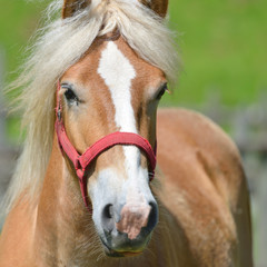 Wonderful close-up photo of horse