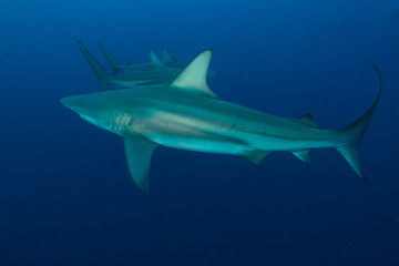 three giant Blacktips swimming in deep blue water