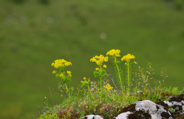 Small yellow and orange flowers on a green background isolated
