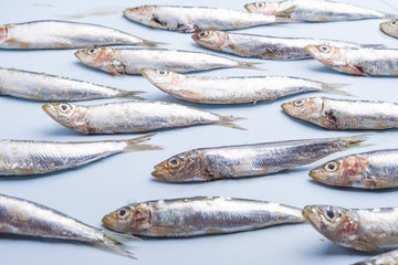 Sardine fishes in a row on a blue wet background