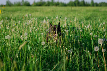 french bulldog in nature