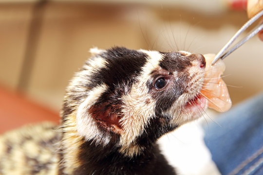 Marbled polecat (Vormela peregusna) feeding by means of tweezers.