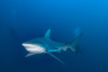 Giant Blacktip swimming in deep blue water