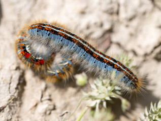 caterpillar on the ground in the nature close-up