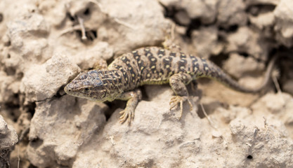 Lizard in the ground outdoors