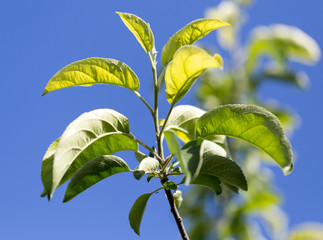 Obraz premium leaves on a tree against the blue sky