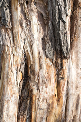old tree trunk as background