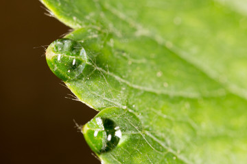 drops of dew on a green leaf strawberries. macro