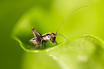 Grasshopper on a green leaf. macro