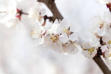 apricot flowers on a tree in nature