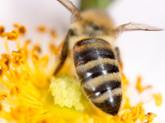 bee on a flower. macro
