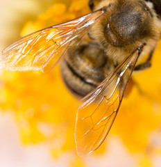 wing of a bee on a flower. super macro