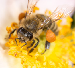 bee on a flower. macro